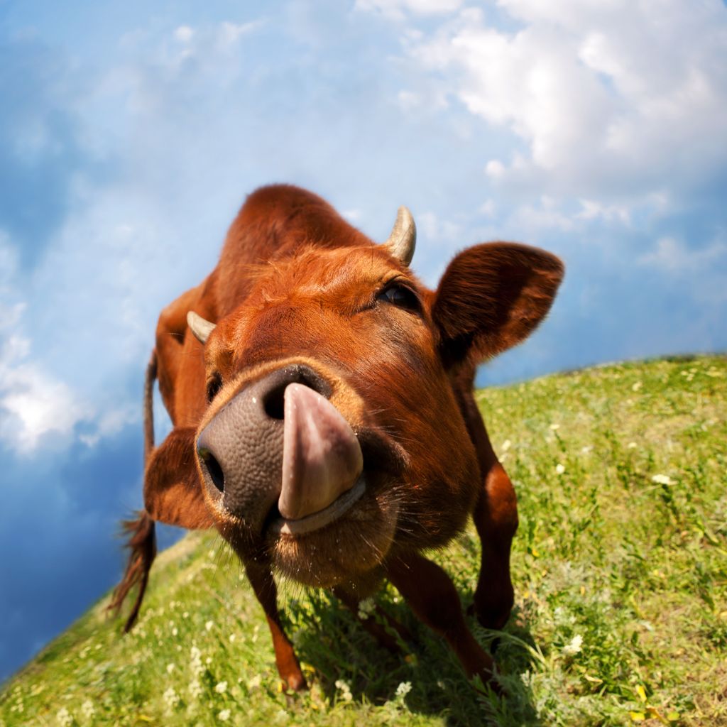 Quy trình nuôi bò Úc và những tiêu chuẩn nghiêm ngặt về tính bền vững