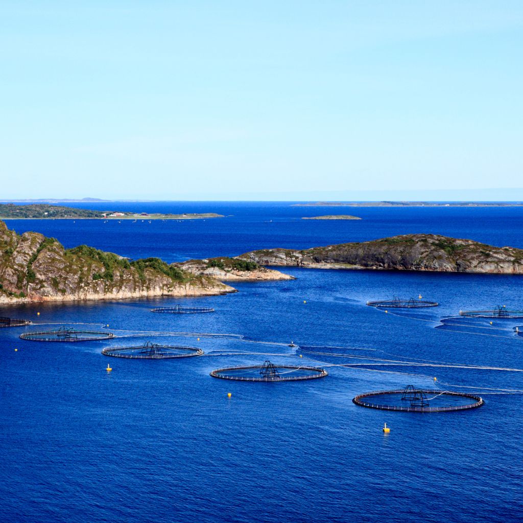 Quy trình nuôi cá hồi Na Uy và những tiêu chuẩn nghiêm ngặt trong việc bảo vệ môi trường