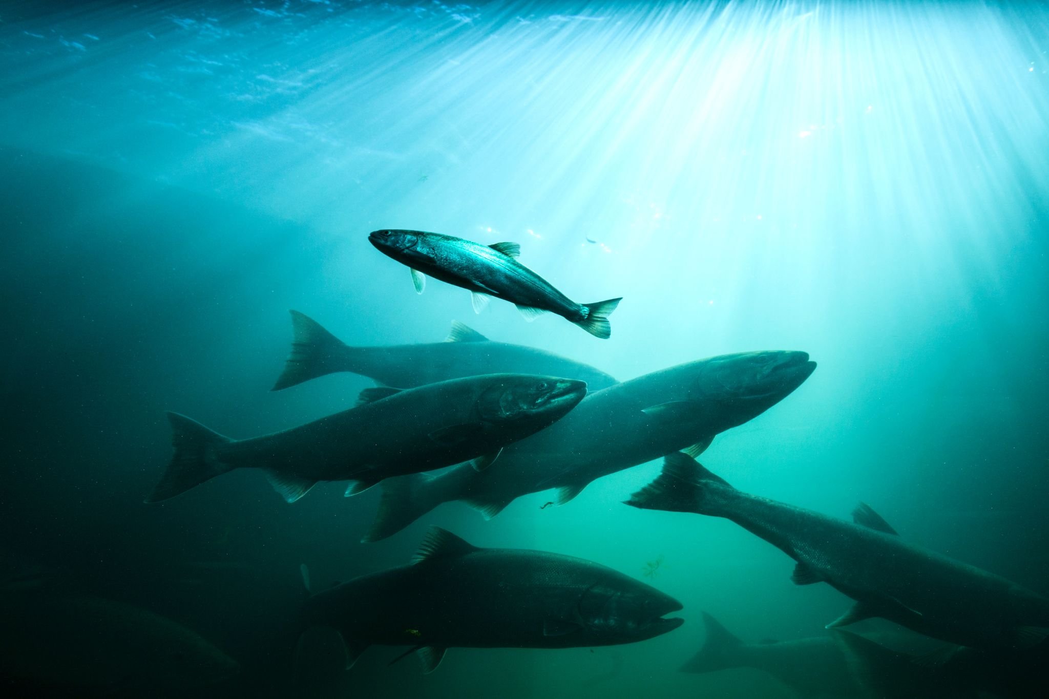 Lý do khiến cá hồi Na Uy luôn là lựa chọn số 1 trên toàn cầu