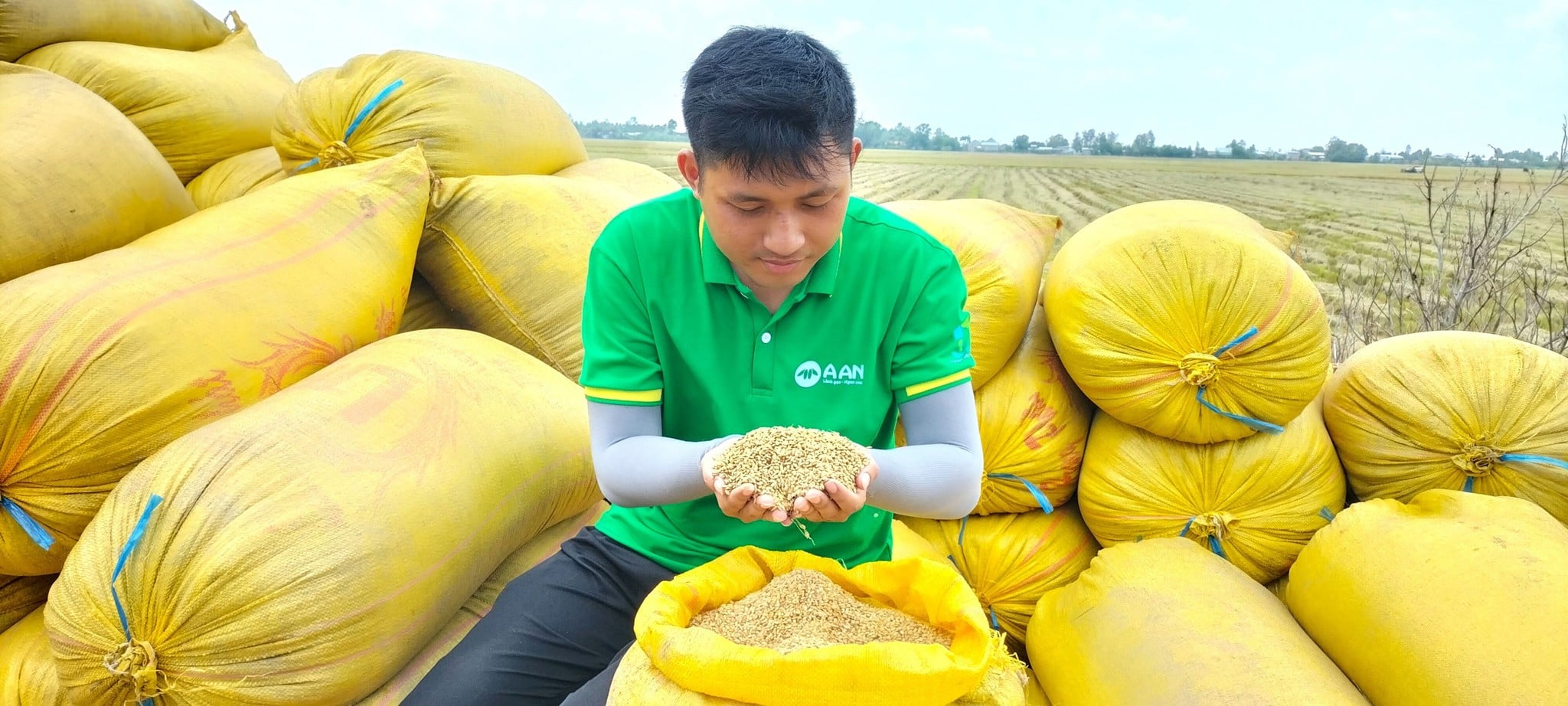 🌾 A AN CÙNG NÔNG DÂN THU HOẠCH LÚA VỤ ĐÔNG XUÂN 2024 🌾