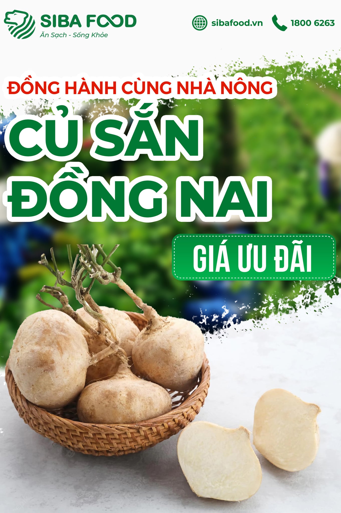 Đồng Hành Cùng Nhà Nông: Củ Sắn Đồng Nai Giá Cực Ưu Đãi