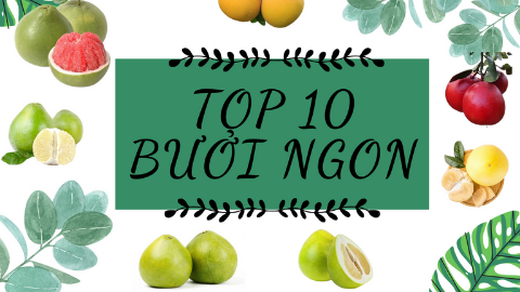 TOP 10 LOẠI BƯỞI NGON NHẤT VIỆT NAM