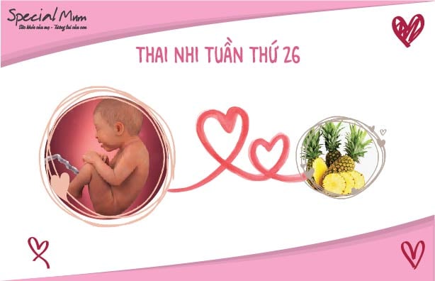 special-mum-tuan-26-hinh-the-thai-nhi