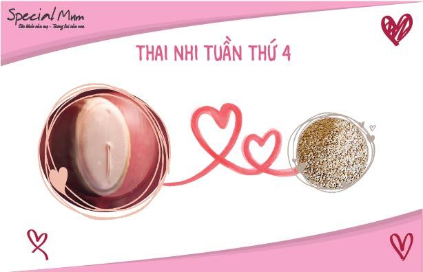 Special mum tuần 4 hình ảnh thai nhi