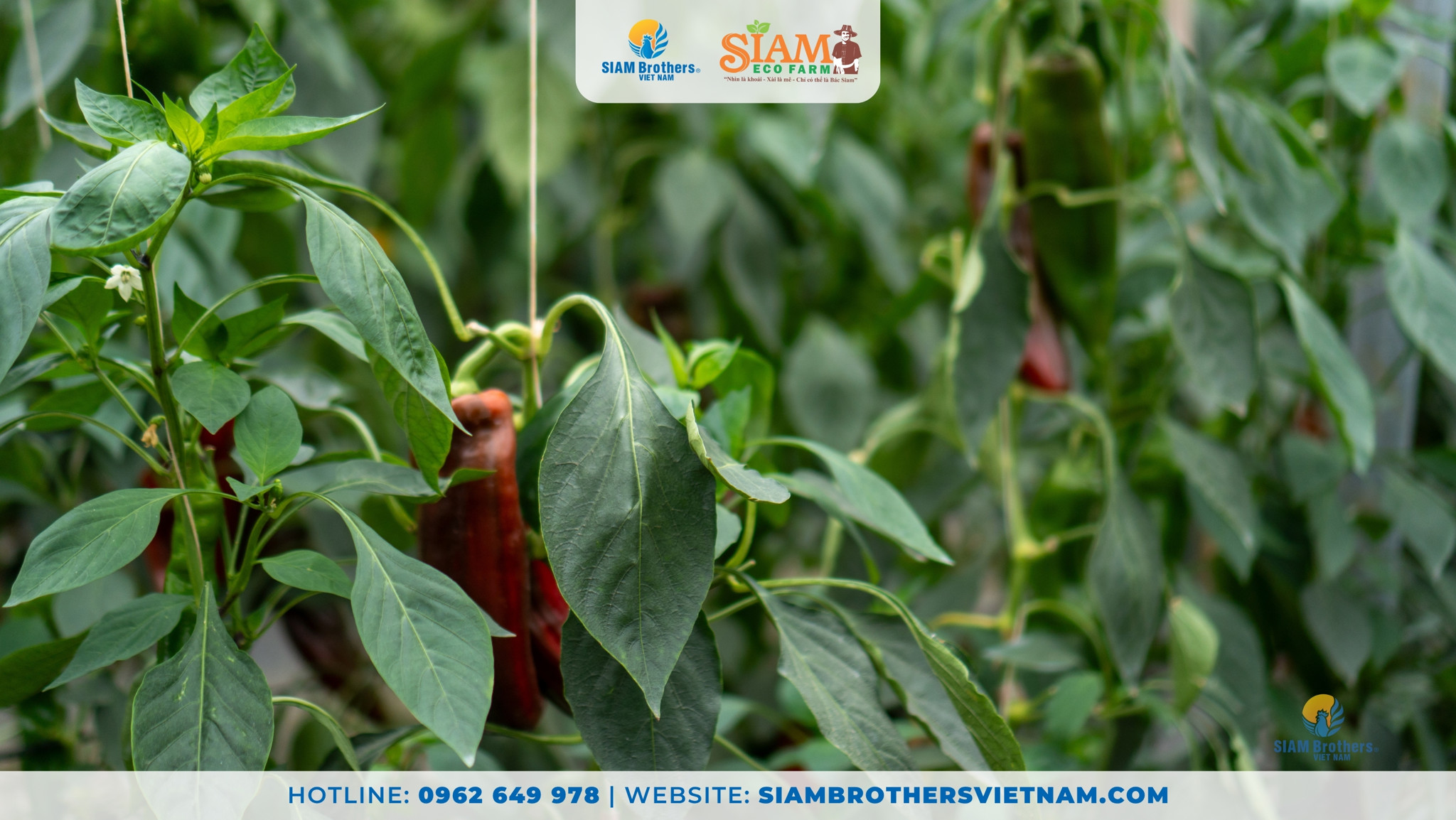 Dòng dây nhà kính SIAM Eco Farm của SIAM Brothers Việt Nam sở hữu nhiều ưu điểm vượt trội