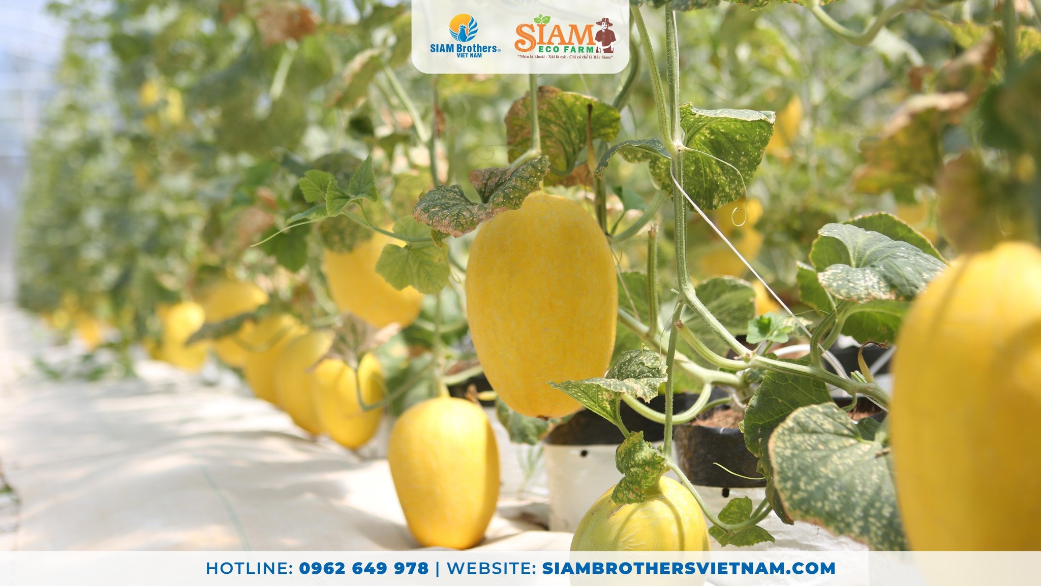 Dây nhà kính SIAM Eco Farm được ứng dụng trong canh tác dưa lưới, dưa hoàng kim, cà chua, dưa leo, ớt chuông, ớt palermo...