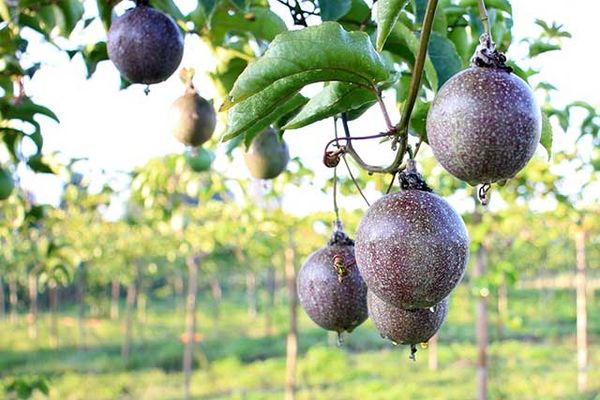 dây làm giàn leo SIAM Eco Farm