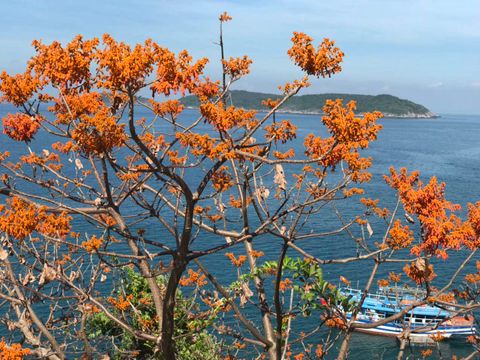 SẮC MÀU CÙ LAO CHÀM TRONG LỄ HỘI ‘MÙA HOA NGÔ ĐỒNG ĐỎ’