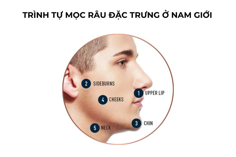 10 sự thật bạn nên biết về sự phát triển của râu – Tony Barber House