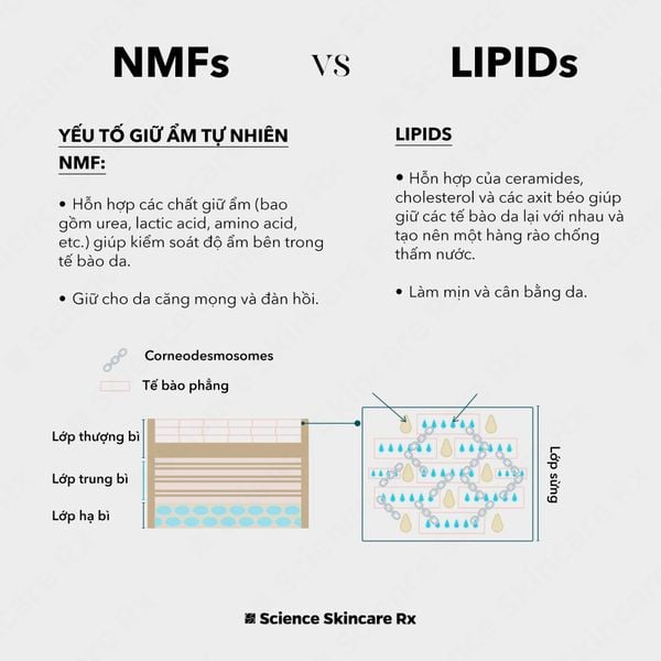 Bo-doi-cap-am-sau-peel