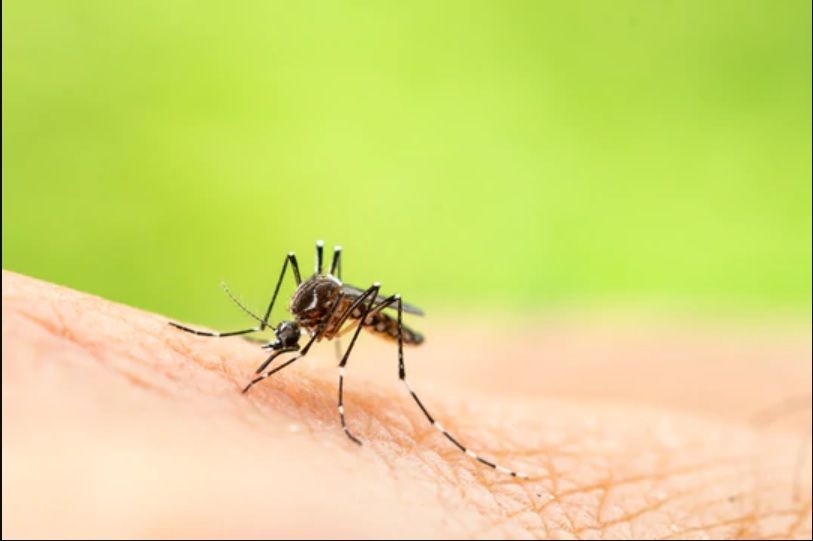 Làm thế nào để giảm ngay các triệu chứng khó chịu khi bị muỗi đốt.