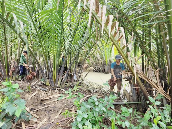 Rừng Dừa Nước – Giải Pháp Hiệu Quả Trong Việc Hấp Thụ CO2 Và Phát Triển Kinh Tế