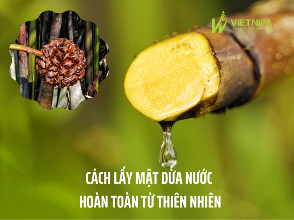 Cách Lấy Mật Dừa Nước VIETNIPA Hoàn Toàn Từ Thiên Nhiên