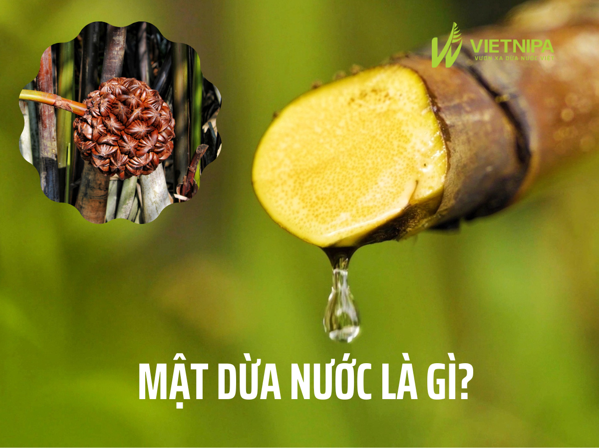 Mật Dừa Nước Là Gì? Mật Dừa Nước VIETNIPA