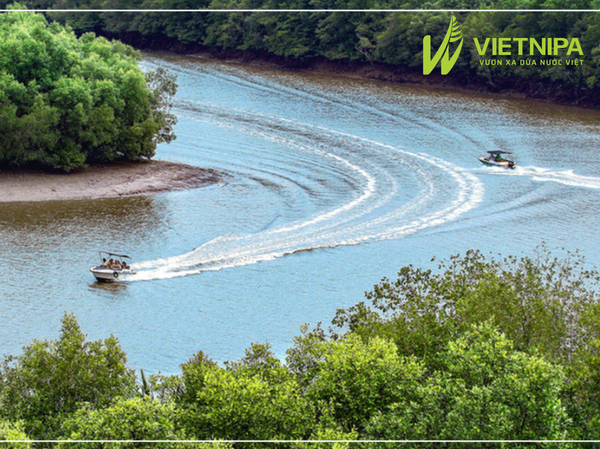 Dừa Nước Là Gì?