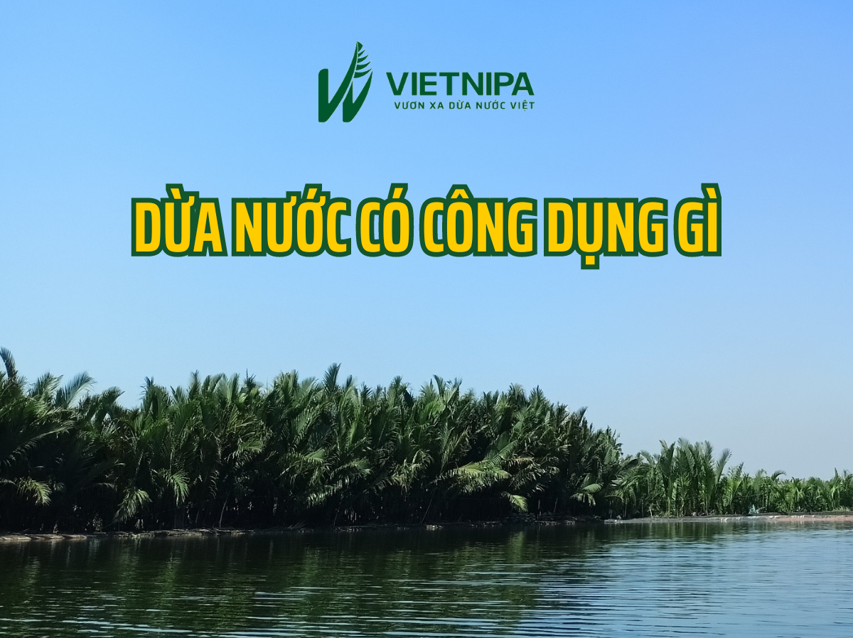 Dừa Nước Có Công Dụng Gì?