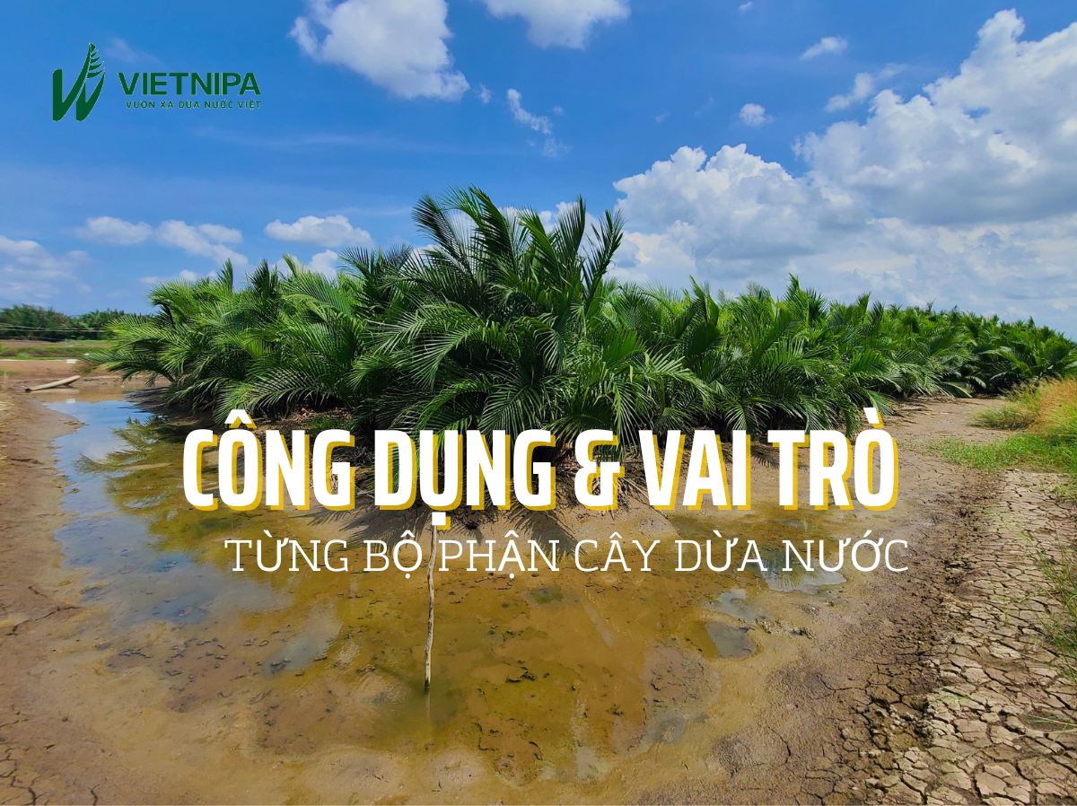 Công Dụng & Vai Trò Từng Bộ Phận Của Cây Dừa Nước