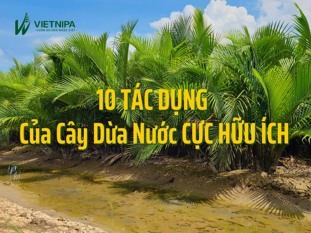 10 Tác Dụng Của Cây Dừa Nước Cực Hữu Ích