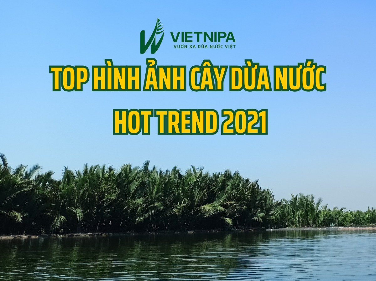 Top Hình Ảnh Cây Dừa Nước - Hot Trend Tiktok 2021