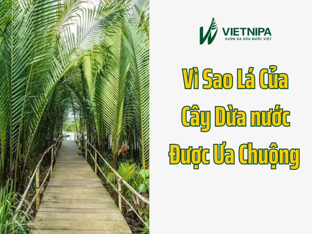 Vì Sao Lá Cây Dừa Nước Được Ưa Chuộng Nhiều Hiện Nay