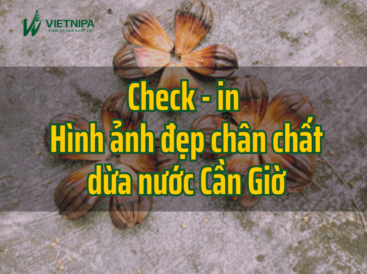 Check-in Hình Ảnh Đẹp Chân Chất Dừa Nước Cần Giờ