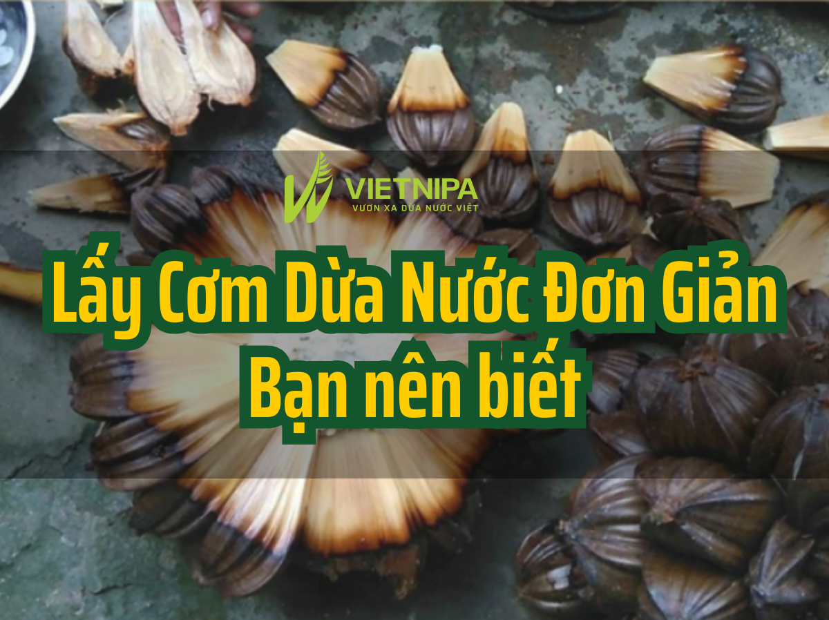 Mẹo Lấy Cơm Dừa Nước Đơn Giản