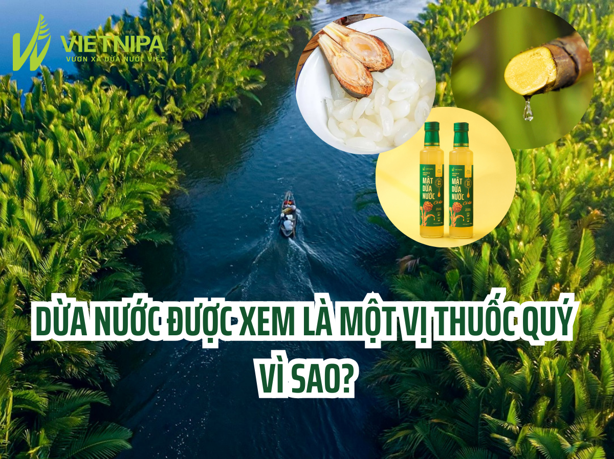 Dừa Nước Được Xem Là Một Vị Thuốc Quý - Vì Sao?