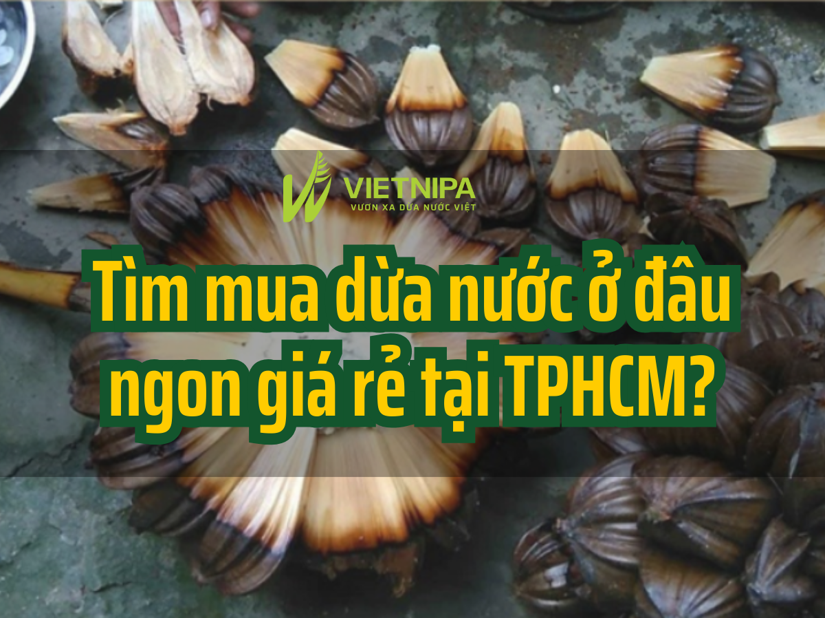 Tìm Mua Dừa Nước Ở Đâu Ngon, Giá Rẻ Tại Tp HCM?
