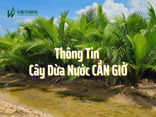 Tất Tần Tật Thông Tin Về Cây Dừa Nước Cần Giờ