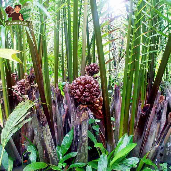 Arecaceae Cây Dừa Clip nghệ thuật  phim hoạt hình dừa png tải về  Miễn  phí trong suốt Nhà Máy png Tải về