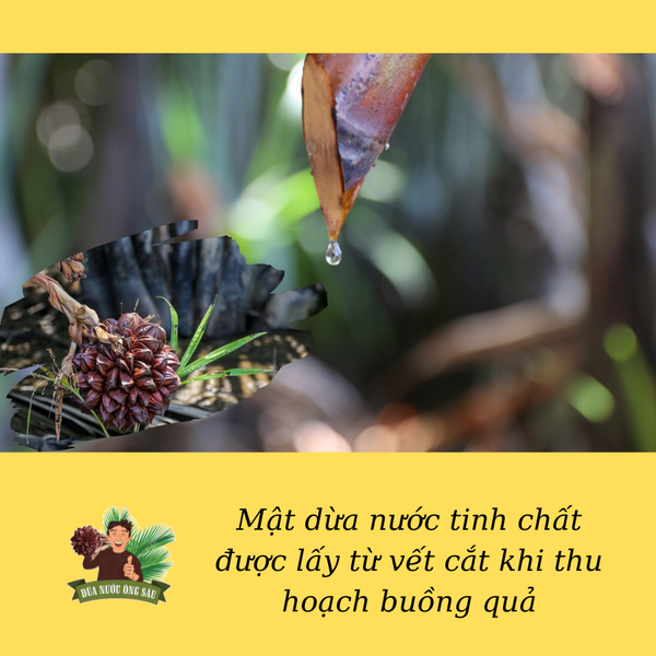 mật dừa nước