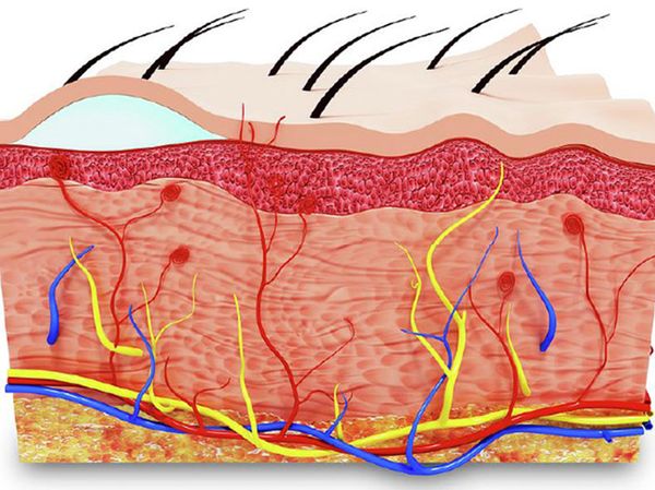 KIẾN THỨC CHUNG VỀ DA: CẤU TẠO CỦA DA