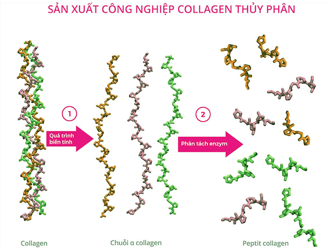 Collagen Peptide - Collagen thủy phân hiểu sao cho đúng?
