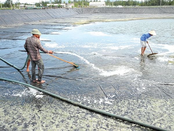 Nguyên nhân gây bệnh đốm trắng trên tôm