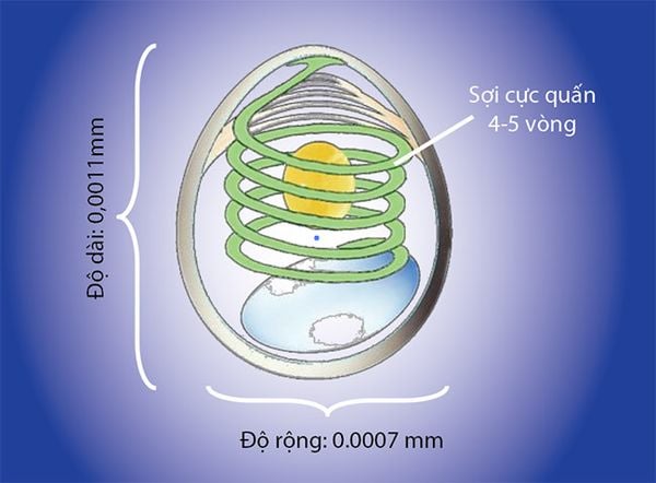 EHP TRÊN TÔM: CÁCH NHẬN BIẾT, PHÒNG NGỪA VÀ XỬ LÝ HIỆU QUẢ - Mintu