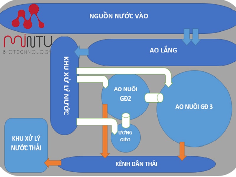 Mô hình nuôi tôm 3 giai đoạn