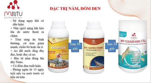 Nấm đồng tiền trong ao nuôi tôm