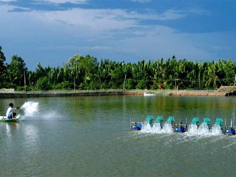 Nuôi Tôm sú thâm canh