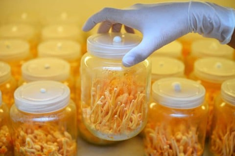 8 tác dụng của đông trùng hạ thảo: Không khác gì 