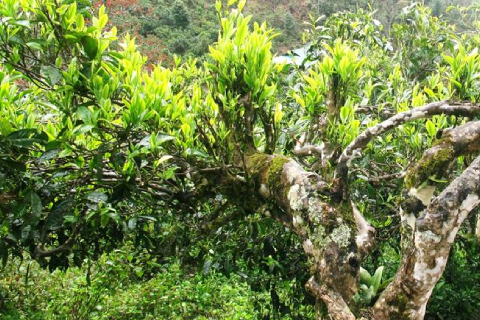 Tìm hiểu về cây chè Shan Tuyết