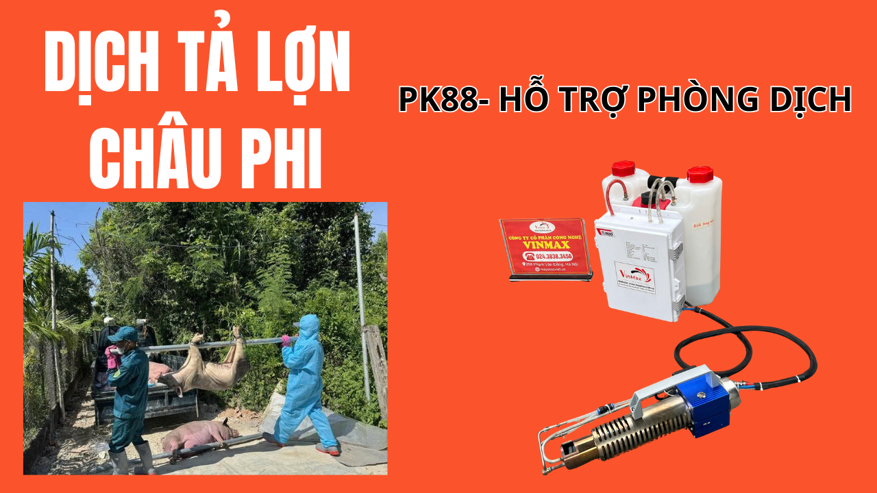 Thực trạng dịch tả lợn Châu Phi và phương pháp phòng chống