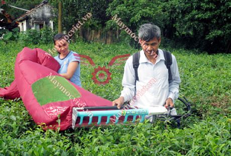 Kinh nghiệm trồng chè đạt năng suất cao