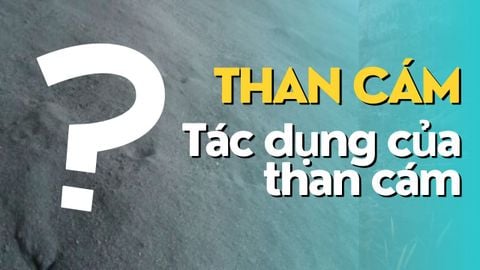 than cám và tác dụng của than cám