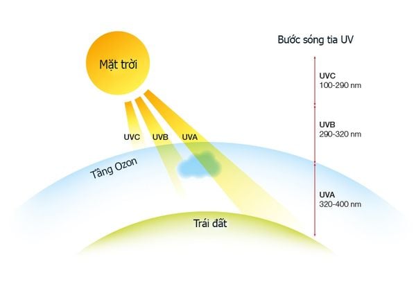 cac-thanh-phan-buc-xa-mat-troi