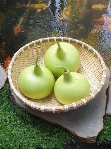 Thu hoạch Bầu tròn ngày 07/08/2021