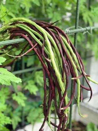 Khung Giàn Trồng Đậu Đũa Tím