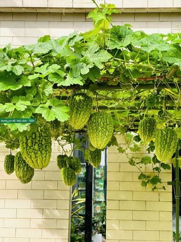 Khổ Qua Siêu Trái