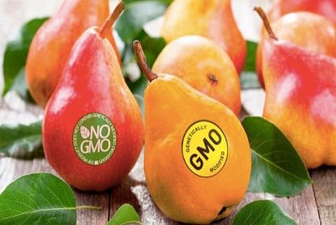 THỰC PHẨM BIẾN ĐỔI GEN (GMO) VÀ NHỮNG ĐIỀU BẠN CẦN BIẾT