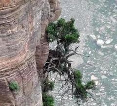 GỖ NHAI BÁCH VÀ NHỮNG BÍ ẨN CHƯA BIẾT ĐẾN