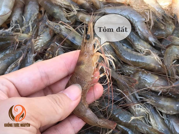 Ai gọi Tôm Đất đó, có mình đây!